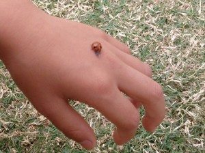 発達障害・自閉症のカンタン家庭療育　てんとうむし